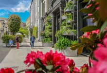 Photo of Редкие растения, которые стоит увидеть