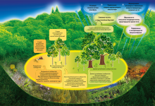 Photo of Охрана биоразнообразия растений