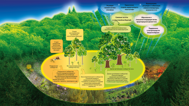 Photo of Охрана биоразнообразия растений